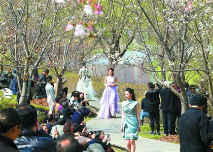 第七届“上海樱花节” 31天里150多万人尽兴赏樱