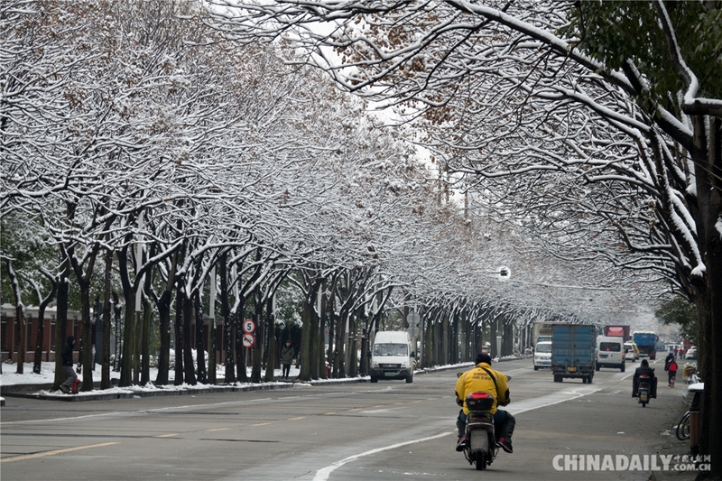 暴雪过后 银装素裹的上海